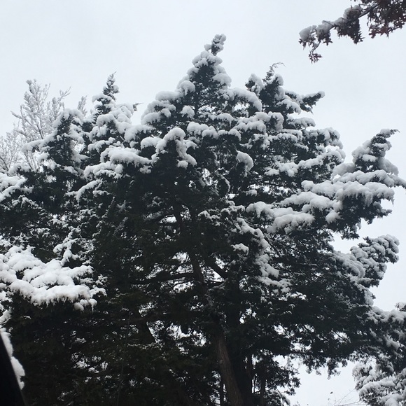 Meet your Posher, Alexis - Picture 1 of 1